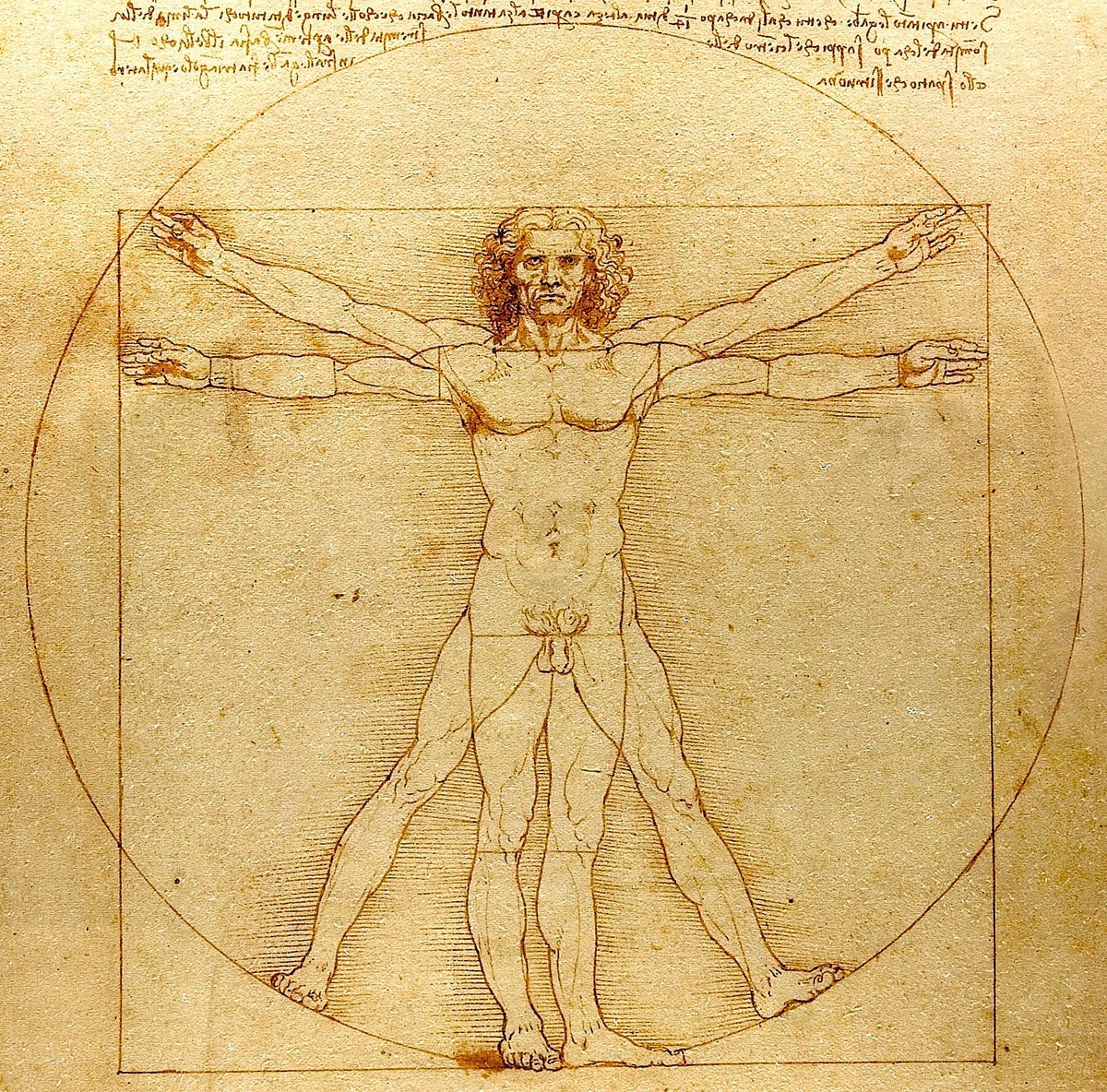 L’Homme de Vitruve de Léonard de Vinci, analyse du cercle, du carré et des proportions