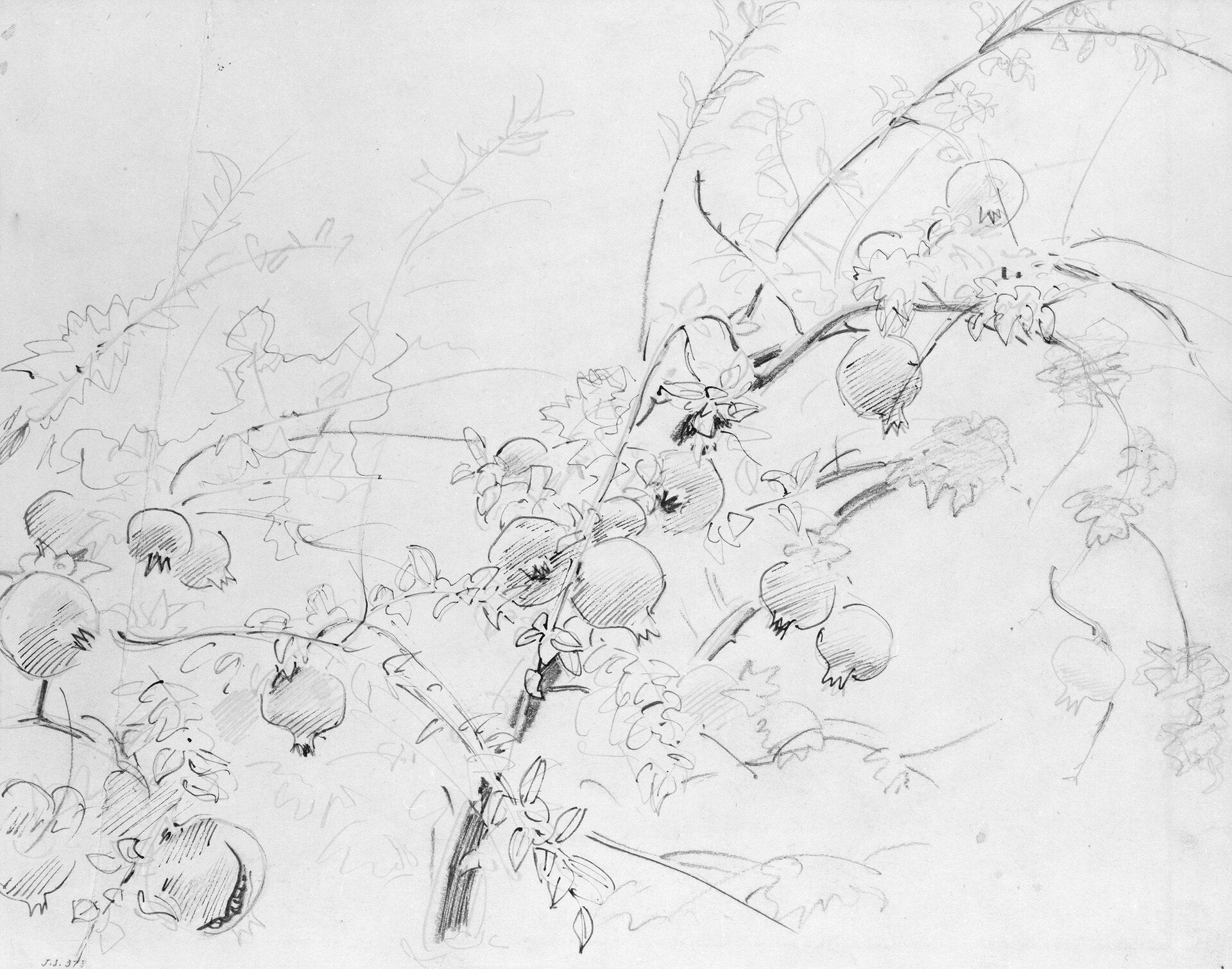 Pomegranates - John Singer Sargent