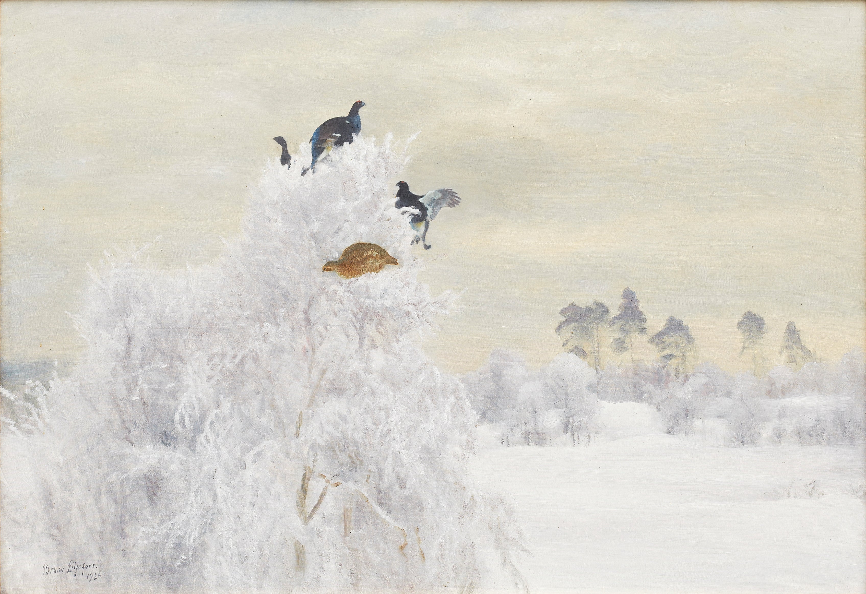 Tétras lyre dans la cime d'un arbre - Bruno Liljefors