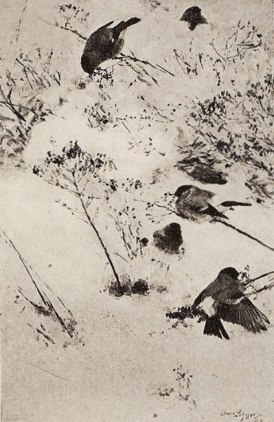 Camachuelos en la nieve - Bruno Liljefors