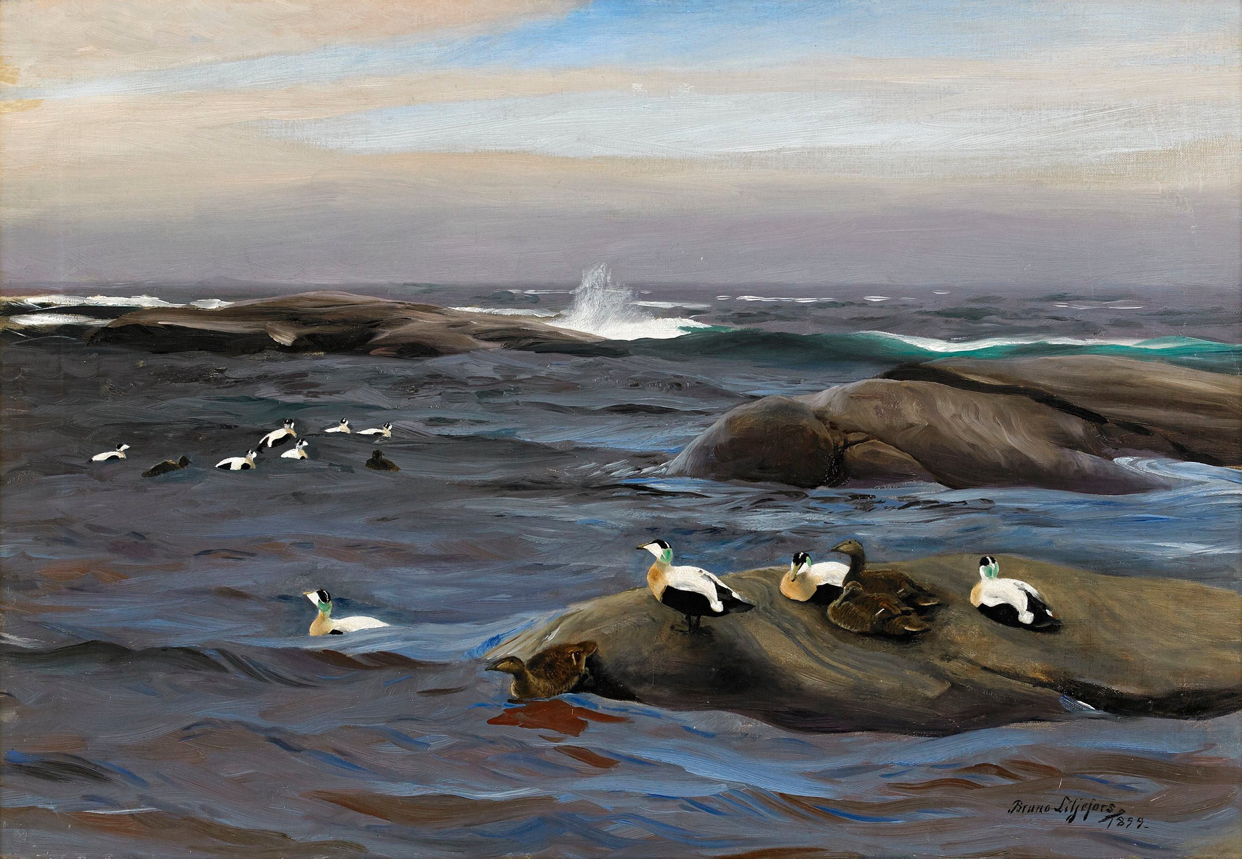 Eiders à duvet sur un îlot rocheux - Bruno Liljefors