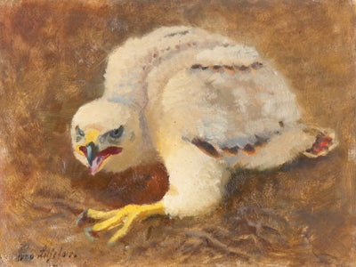 Ojos alrededor - Bruno Liljefors