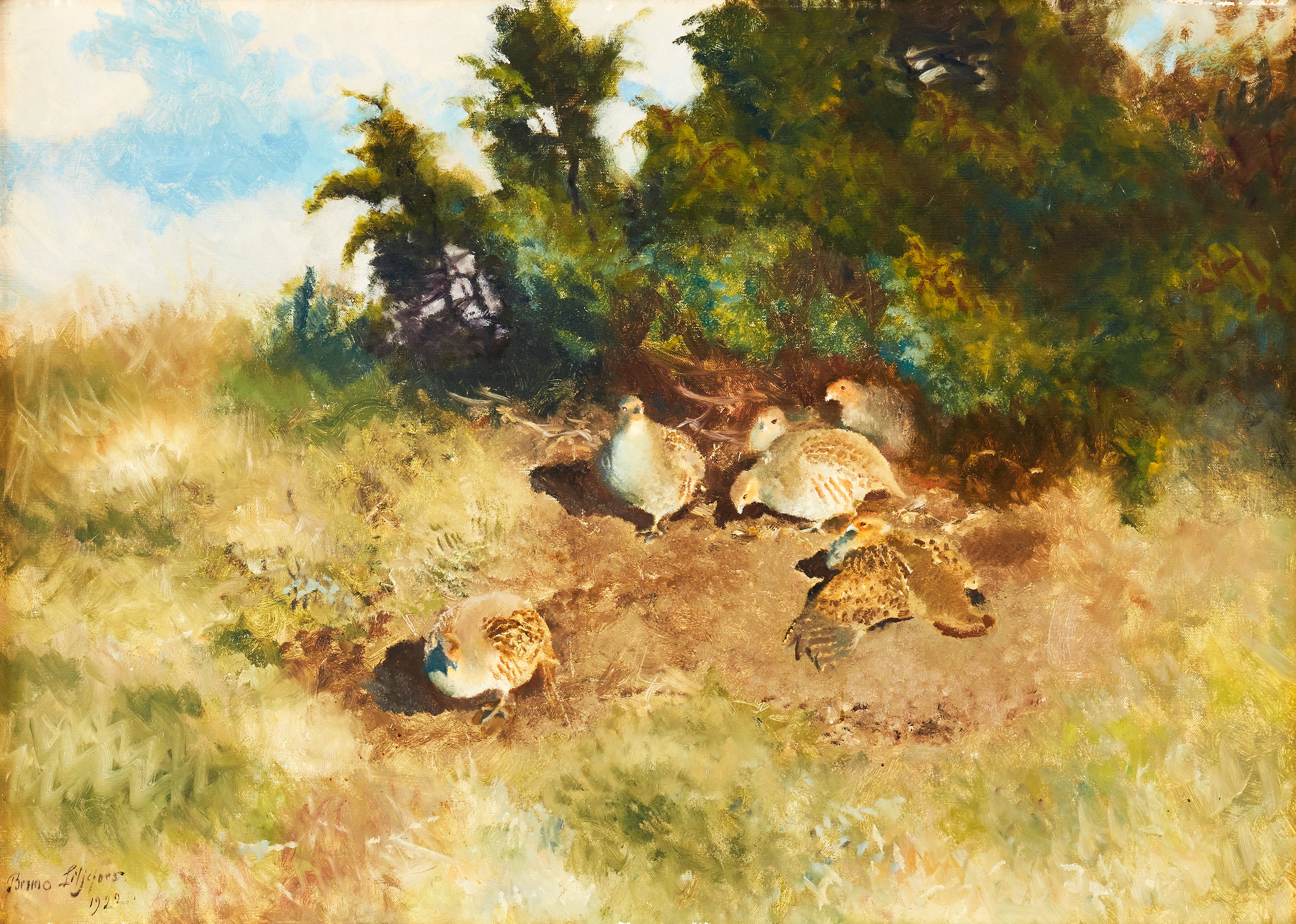 Perdrix grises prenant un bain de soleil - Bruno Liljefors