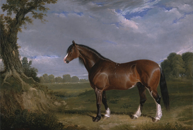 Un semental Clydesdale - John Frederick Herring, Sr.