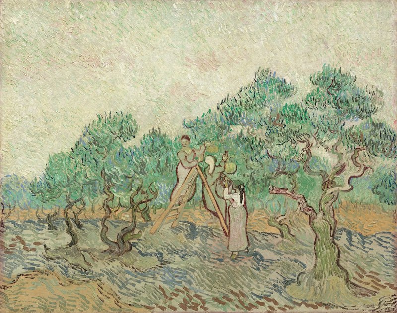 La Recolección de las aceitunas - Vincent van Gogh