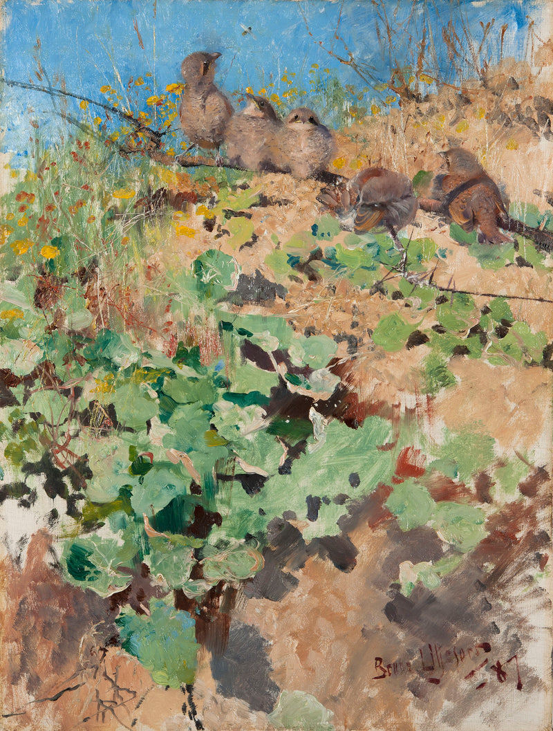 Nidos de alcaudón dorsirrojo - Bruno Liljefors