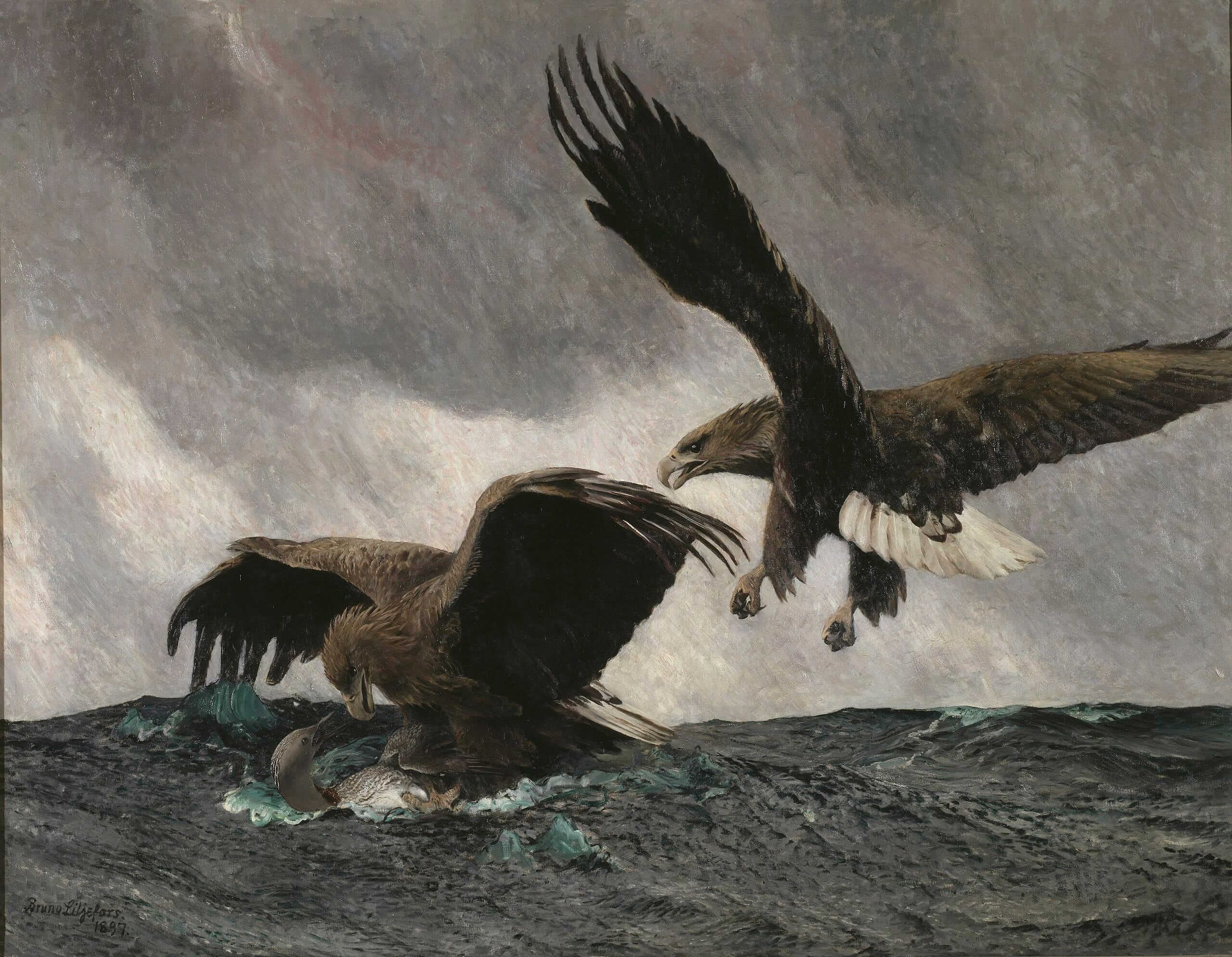 Aigles de mer - Bruno Liljefors