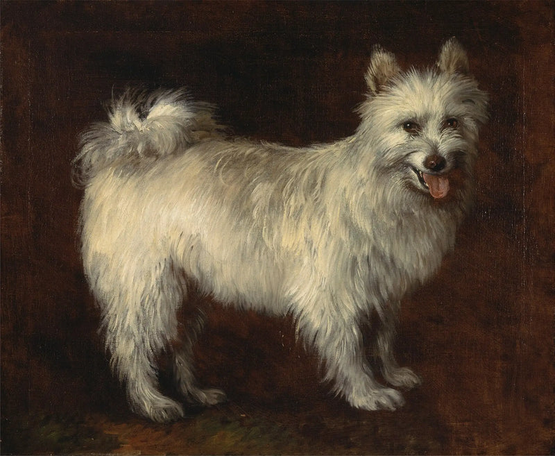 Perro Spitz - Thomas Gainsborough