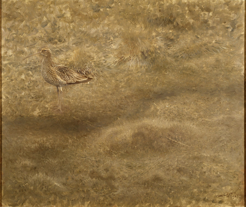 Courlis-Bruno Liljefors