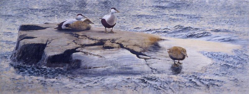 Eiders en el Skerry - Bruno Liljefors