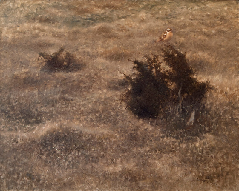 Collalba gris - Bruno Liljefors