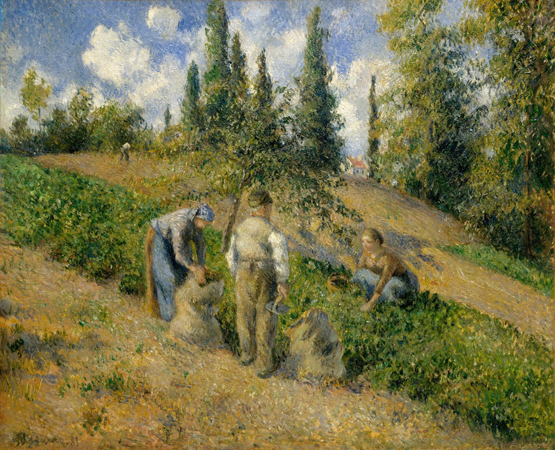 La Cosecha, Pontoise - Camille Pissarro