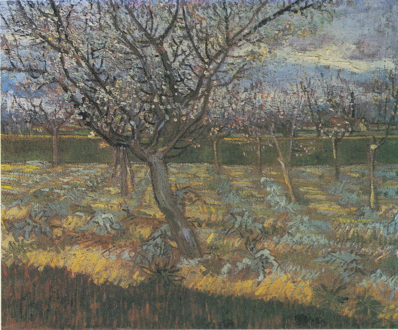 Albaricoqueros en flor - Vincent van Gogh