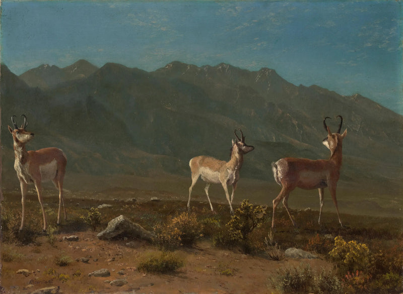 Antílope (Antílope de Arizona) - Albert Bierstadt