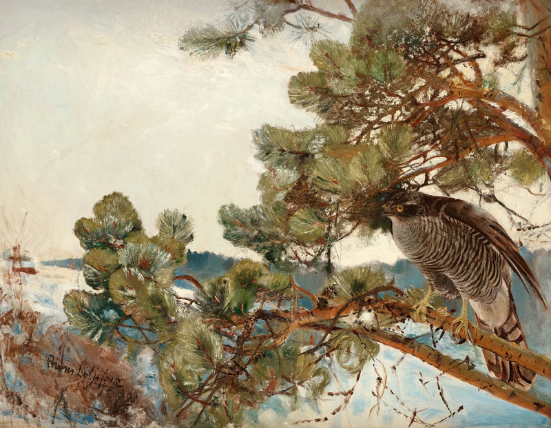 Alrededor de las palomas torcaces - Bruno Liljefors