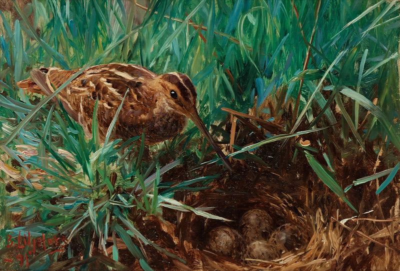 Agachadiza común en su nido - Bruno Liljefors