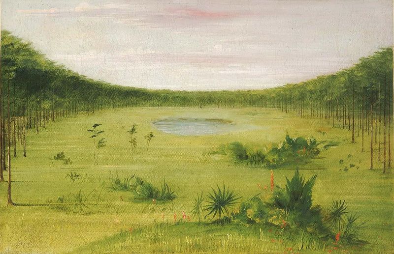 Bella sabana en los pinares de Florida - George Catlin