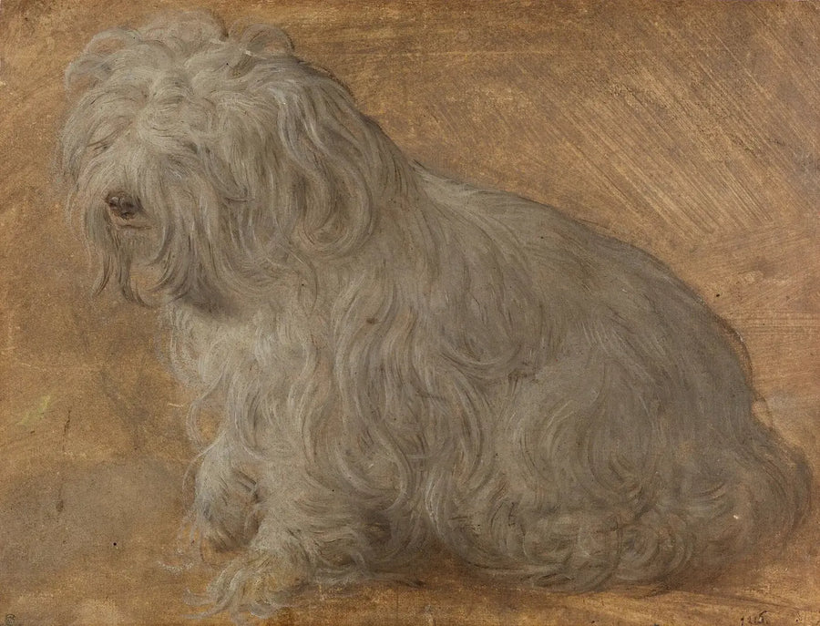 Bichón maltés - Titian