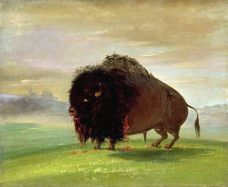 Bisonte herido, esparciendo su sangre en las praderas - George Catlin
