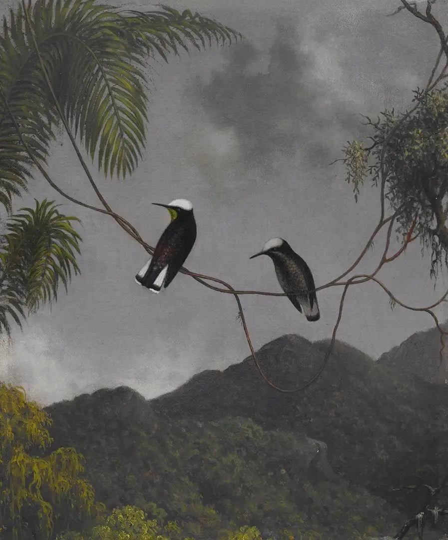 Capucha de nieve - Martin Johnson Heade