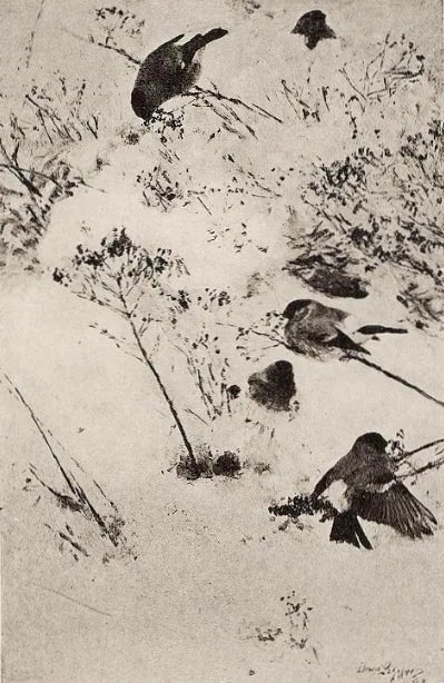 Camachuelos en la nieve - Bruno Liljefors