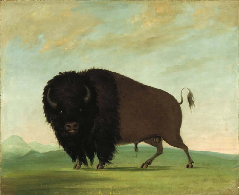 Búfalo macho pastando en la pradera - George Catlin