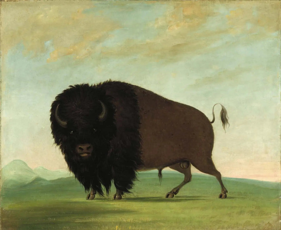 Búfalo macho pastando en la pradera - George Catlin
