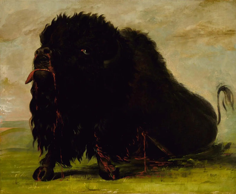 Búfalo moribundo, herido por una flecha - George Catlin