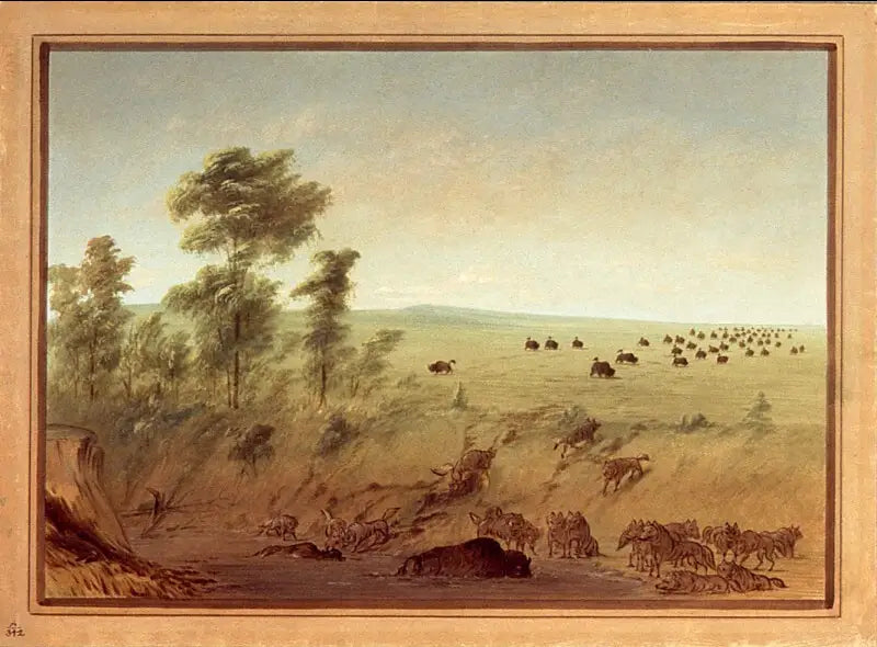 Búfalos y lobos atrapados - George Catlin