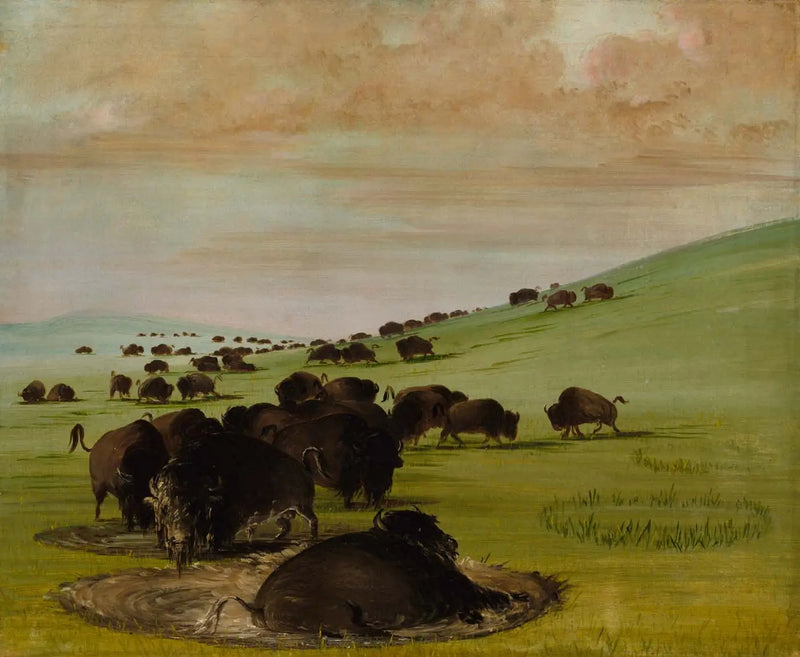 Búfalos machos en un lodazal - George Catlin