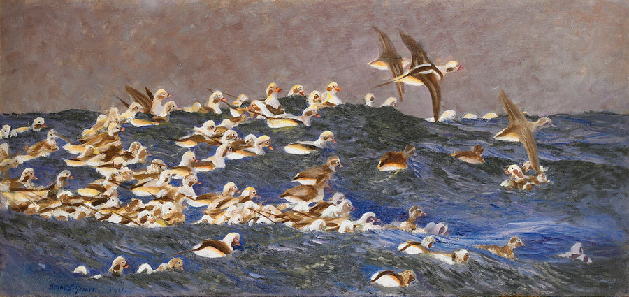 Patos de cola larga en el archipiélago exterior - Bruno Liljefors