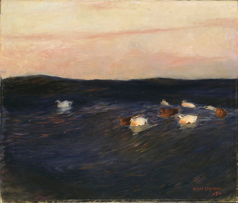Patos eider - Bruno Liljefors