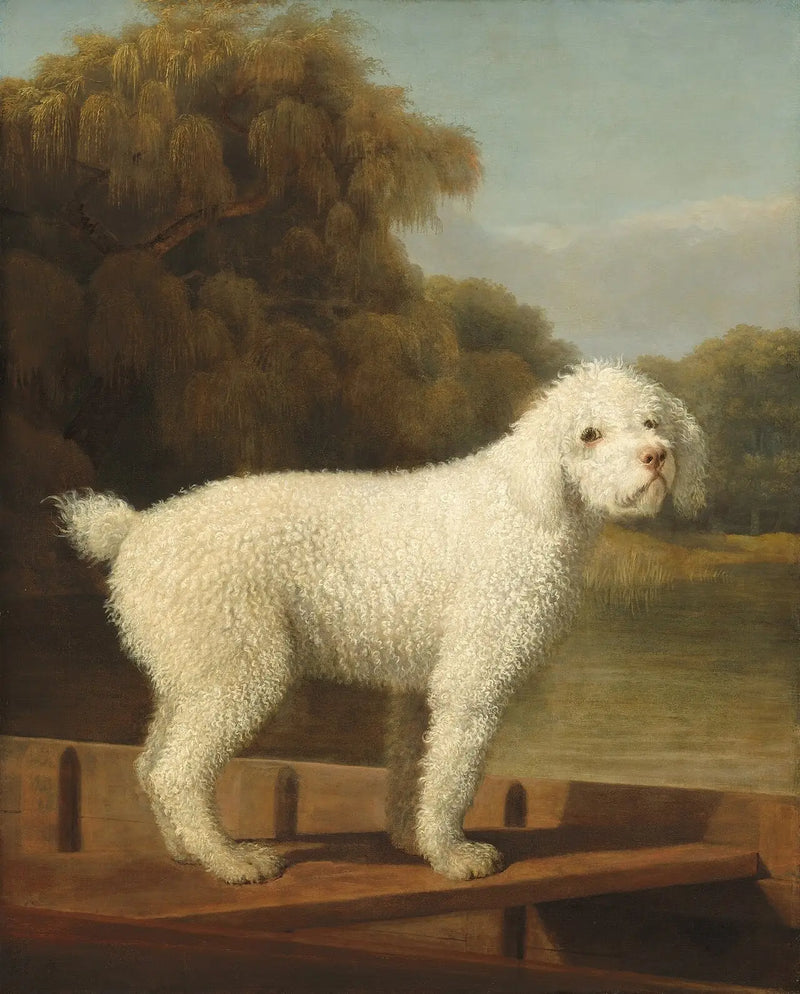 Caniche blanco en un Punto - George Stubbs