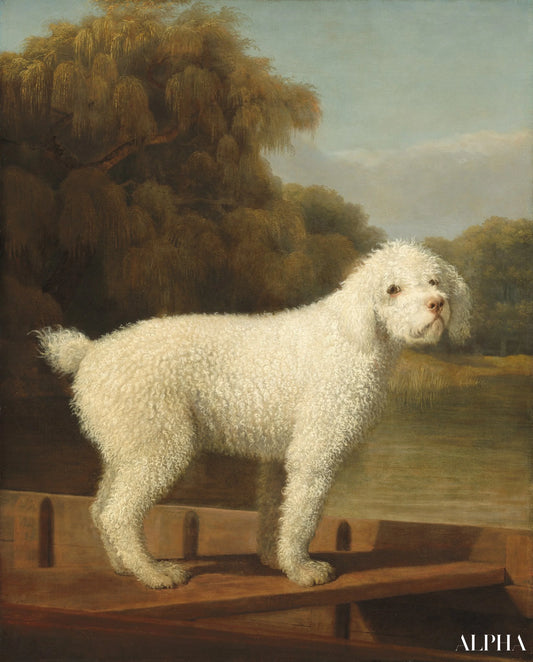 Caniche Blanc dans un Punt - George Stubbs - Reproductions de tableaux et peintures haut de gamme