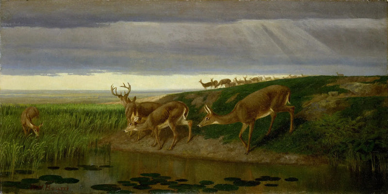 Ciervo en la pradera - William Holbrook
