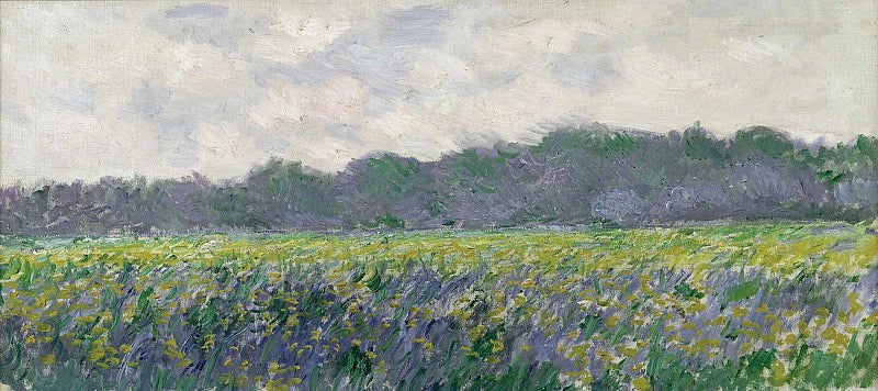 Campo de iris amarillo en Giverny W1137 - Claude Monet