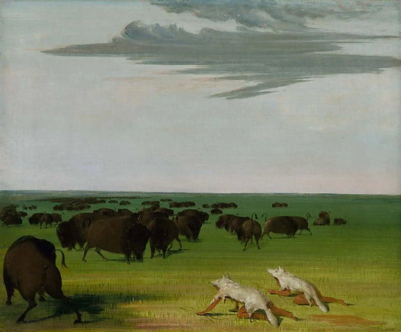 Caza del bisonte bajo la máscara de piel de lobo - George Catlin