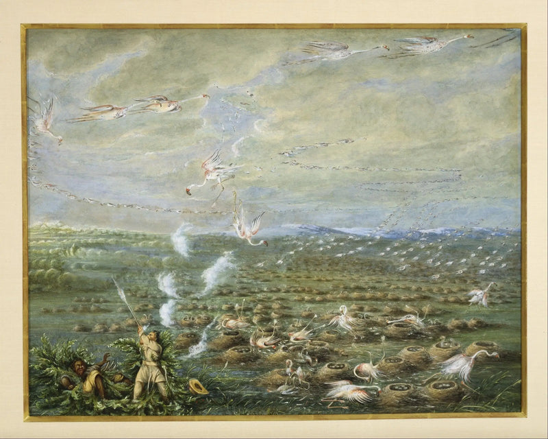 Caza de flamencos rosas en América del Sur - George Catlin
