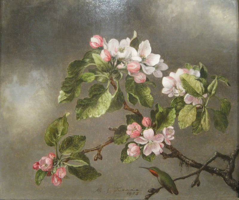 Colibrí y flores de manzano - Martin Johnson Heade
