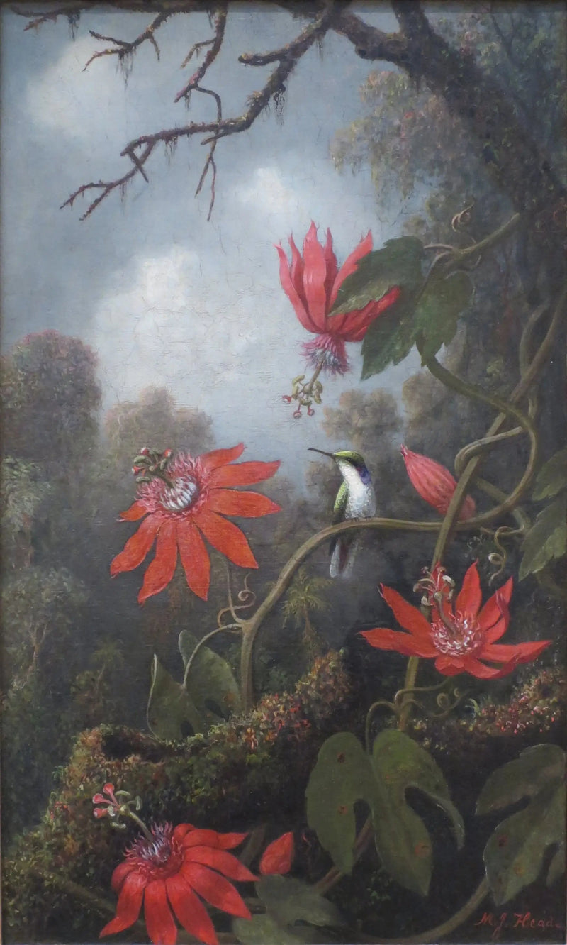 Colibrí y pasifloras - Martin Johnson Heade