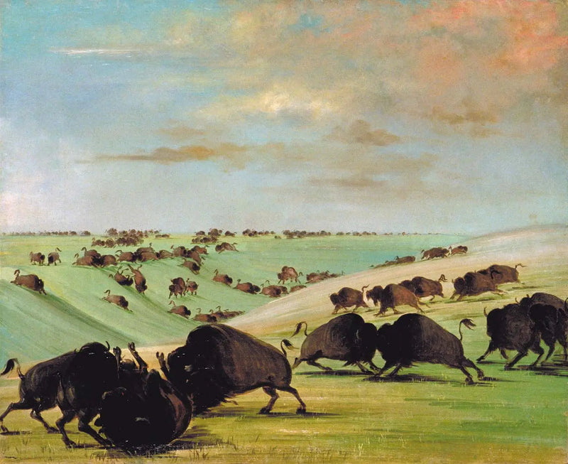Combates de toros de búfalo durante la temporada de carreras, Alto-Misuri - George Catlin