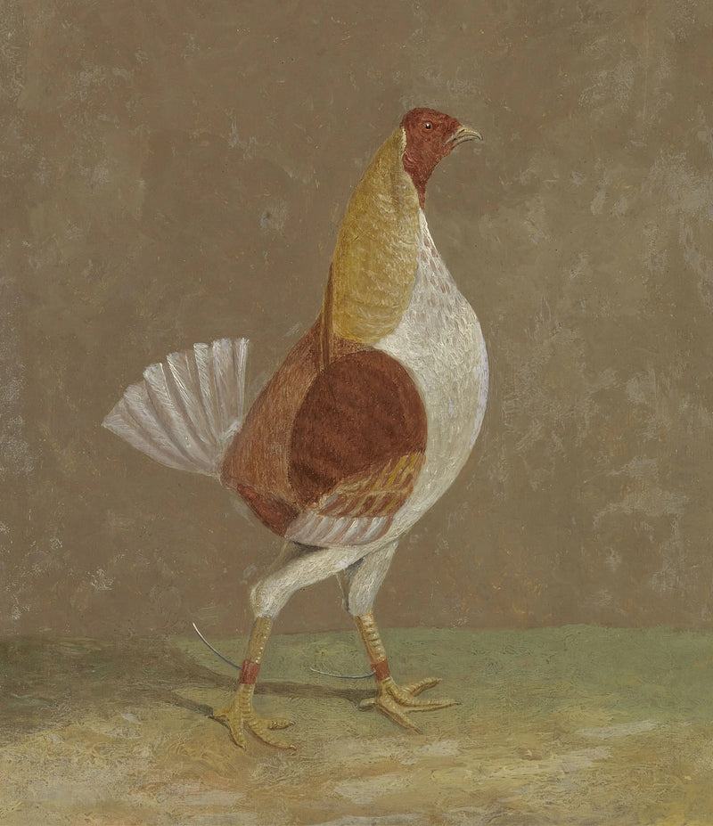Gallos de combate: un gallo de combate con el pecho pálido, mirando hacia la derecha - John Frederick Herring, Sr.