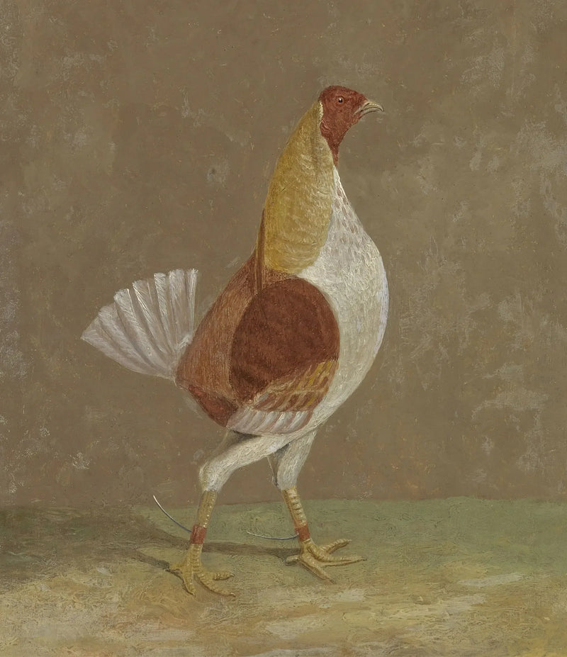 Gallos de combate: un gallo de combate con el pecho pálido, mirando hacia la derecha - John Frederick Herring, Sr.