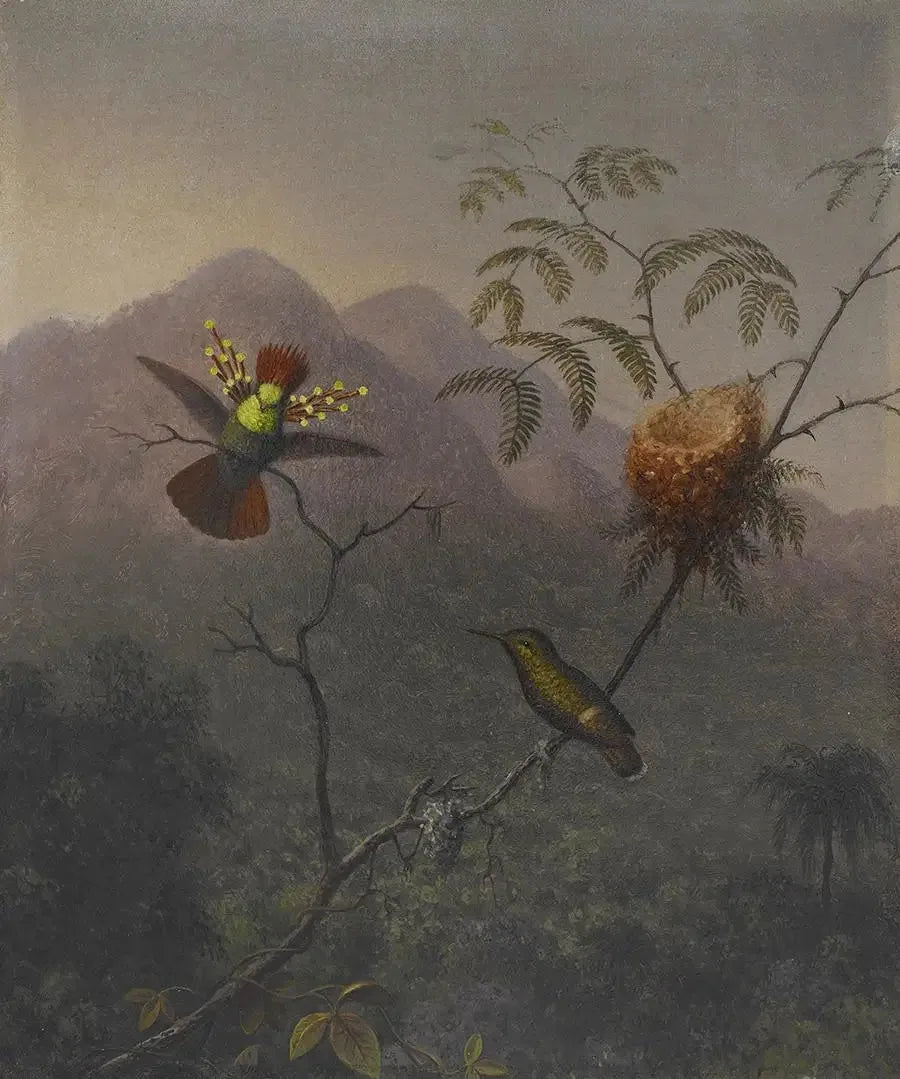 Coqueta con cabello rizado - Martin Johnson Heade