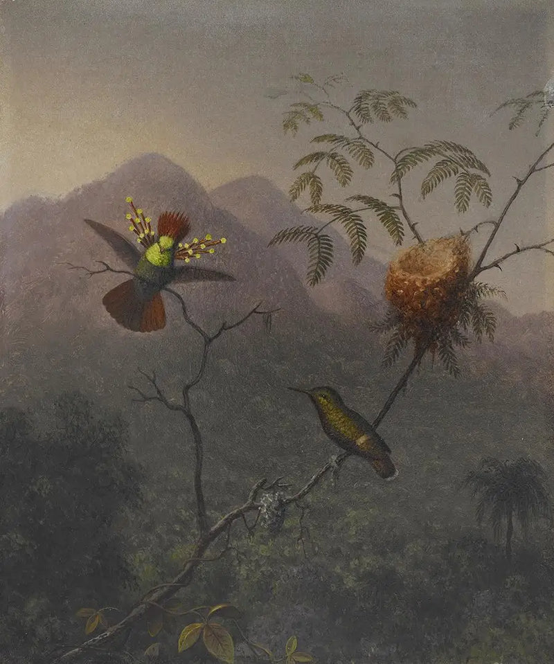 Coqueta con cabello rizado - Martin Johnson Heade