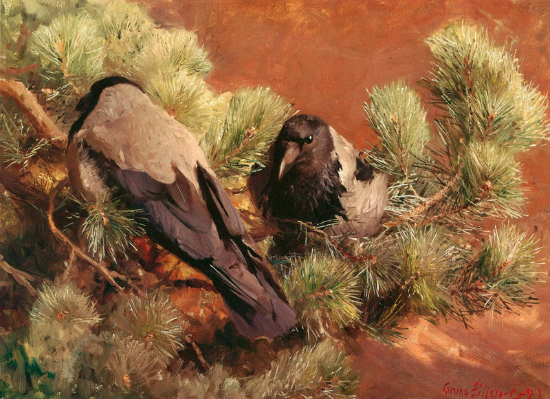 Cuervos encapuchados - Bruno Liljefors