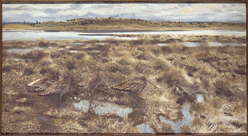 Courlis-Bruno Liljefors