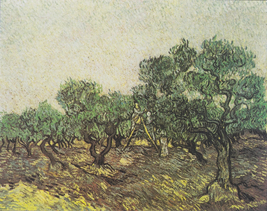 Recolección de aceitunas - Vincent van Gogh