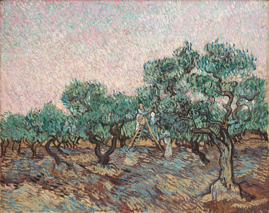 La Recolección de las aceitunas - Vincent van Gogh