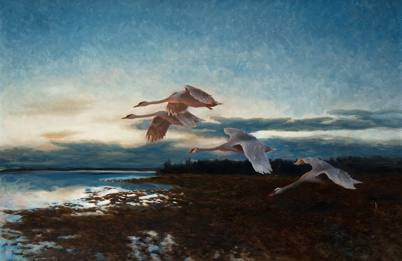 Cisnes - Bruno Liljefors